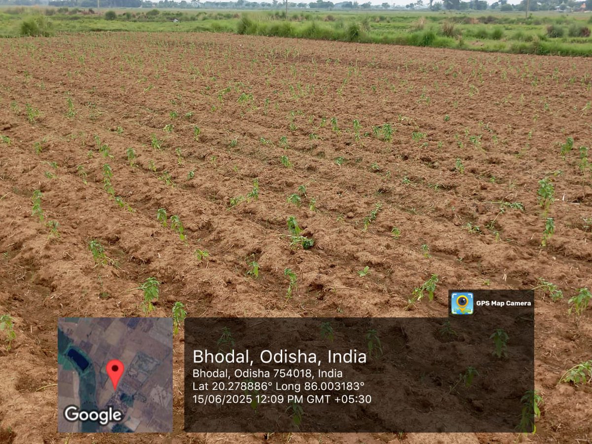 odragreenfpc's tweet photo. Implementation of  Tulsi plantation at  Brahmansailo GP ,kantapada Block Cuttack with support of
@CSIRCIMAP 
@ICEFoundation1 
partner
@KisanSabha1 
@csirimmt 
@startupindia 
@startup_odisha  @RiceIcar https://t.co/3tWIJrDU8U
