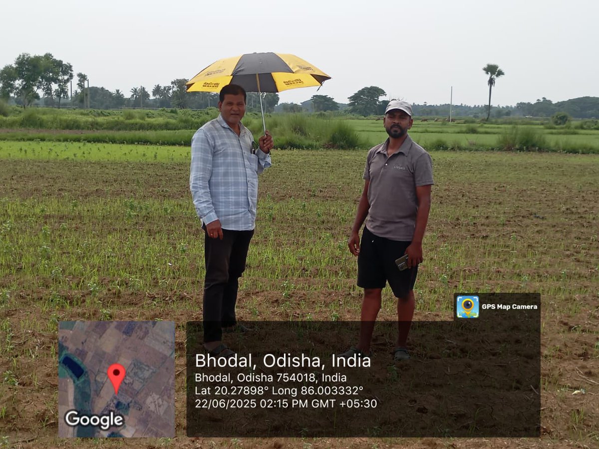 odragreenfpc's tweet photo. Implementation of  Tulsi plantation at  Brahmansailo GP ,kantapada Block Cuttack with support of
@CSIRCIMAP 
@ICEFoundation1 
partner
@KisanSabha1 
@csirimmt 
@startupindia 
@startup_odisha  @RiceIcar https://t.co/3tWIJrDU8U