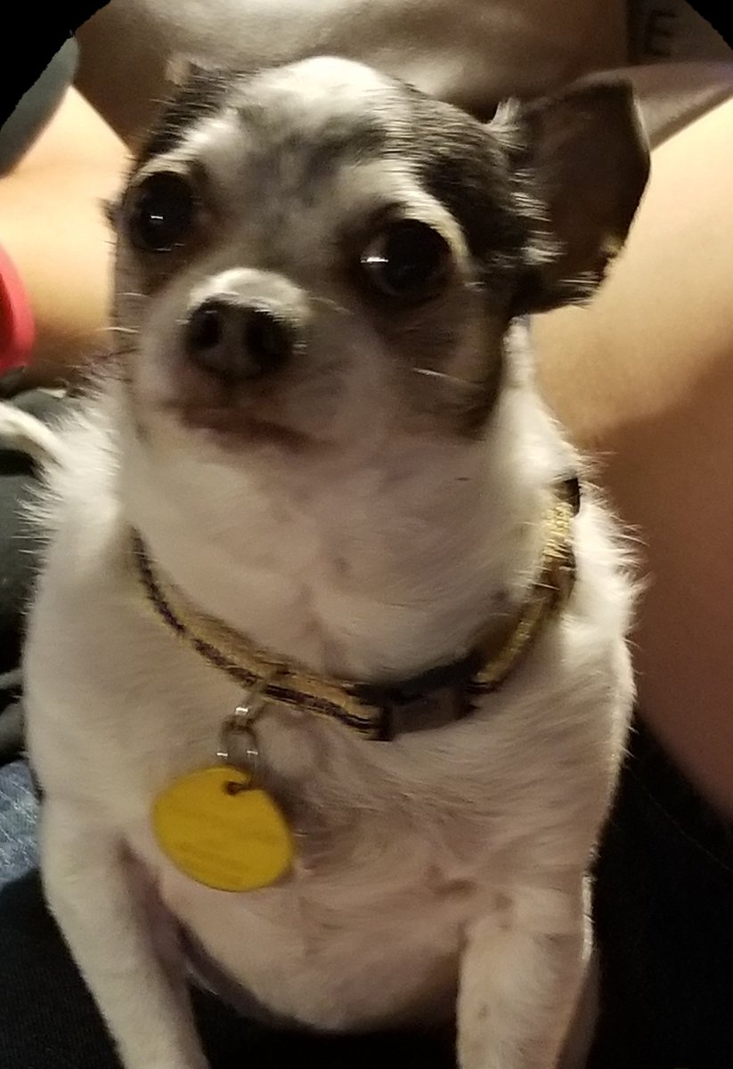 Daily Reo🌈 The first summer Reo was with us, he learned he would always be safe 💖 #dogsoftwitter #missyouReo