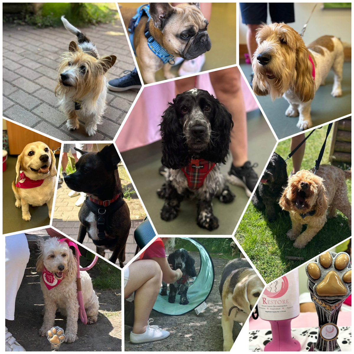 The weather was perfect &amp; we had a fabulous turn out today at our annual Charity Dog Walk! Both Dogs &amp; humans had a fabulous day whilst raising money for Restore. 🐕🚶🏻‍♀️🚶🏽‍♂️🐕‍🦺🐩🐾🫶🏻

A big thank you to our amazing fundraiser Martine who organised a fabulous event (once again!) 💗💞