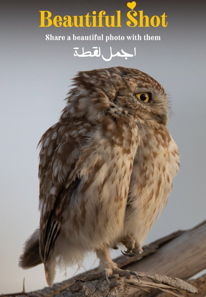 OsamaAlBaloshi4's tweet photo. Little Owl | البومه الصغيره
#little_owl #wildlife_photography #oman https://t.co/6U9OO3ywch