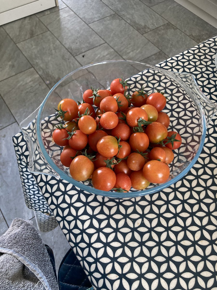 First decent pick of tomatoes