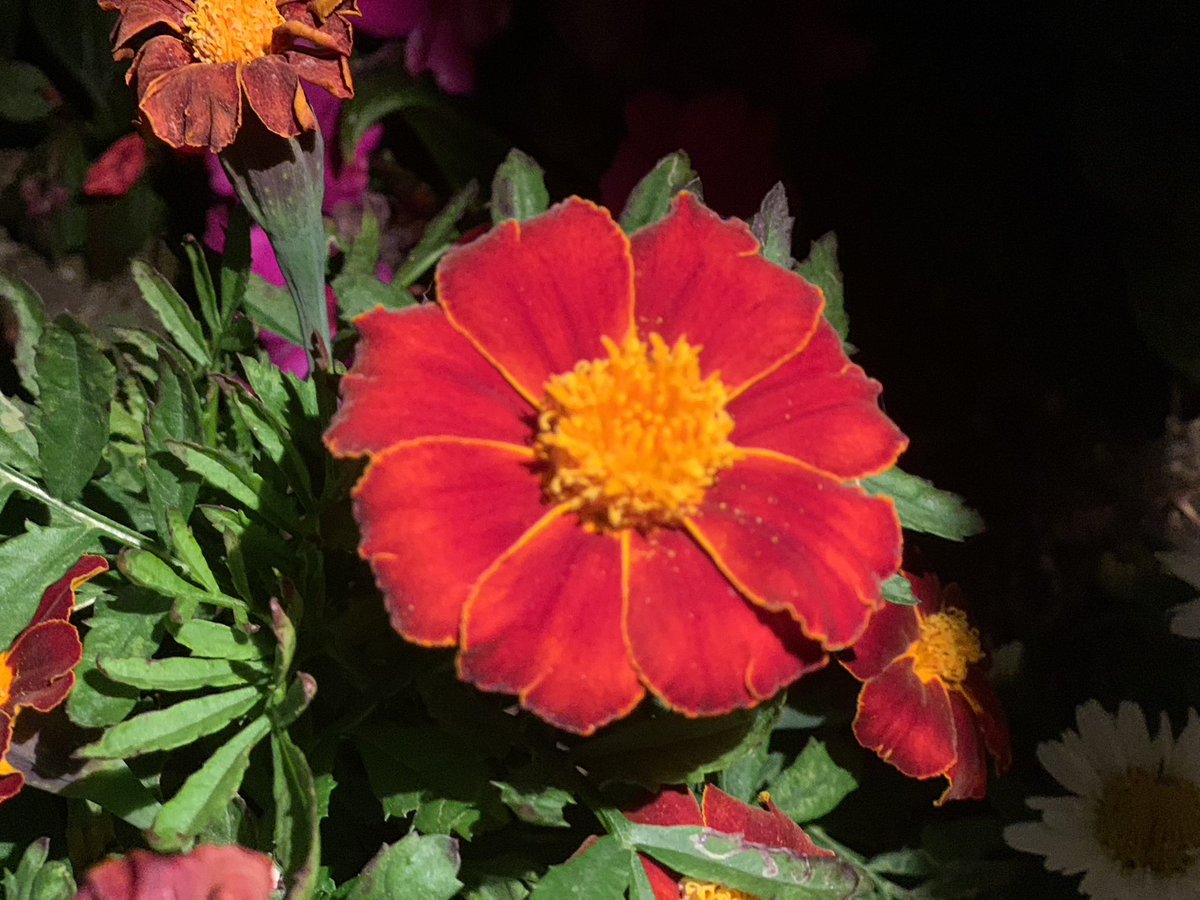"🌸✨ Nature’s masterpiece in full bloom! 🌿💐 Capturing beauty one petal at a time. 📸 #NatureLover #FlowerPower #Photography #FrameworksStudios 🌟 Follow @FrameworksStudios for more stunning visuals! 🌷📷"