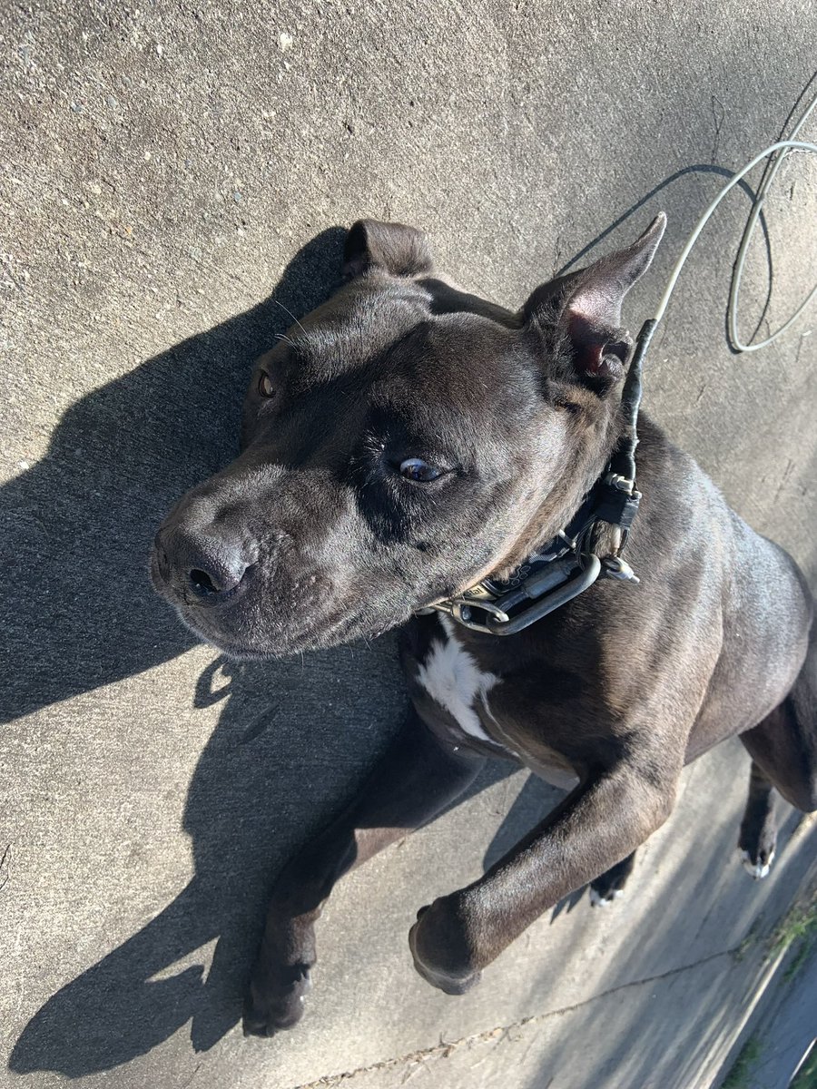 Unfortunately last night my dog passed away. Forever and always loved everything about you Mitch. ❤️ fly high 🕊️