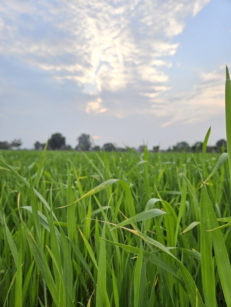 After a long week, I needed to touch some grass and chill. #openseatouchgrass