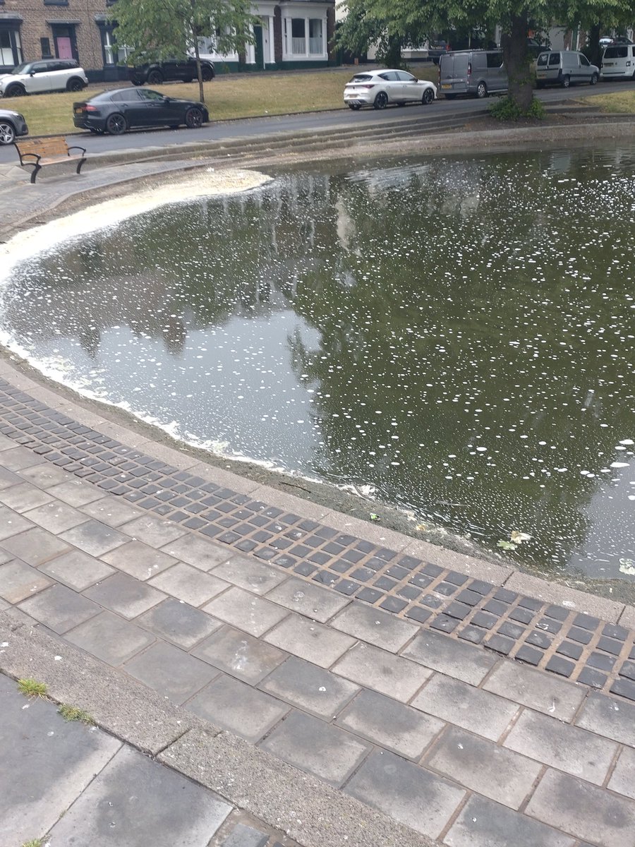 My local duck pond has looked better than this in the past