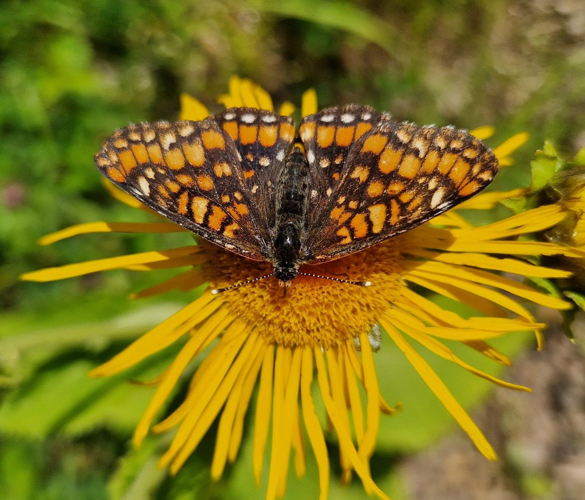JCSvenning's tweet image. Tracking bison in the southern Carpathians I saw this beautiful #butterfly: scarce fritillary-which lives in sunny semi-open tree-rich landscapes (common on evolutionary time scales) & is extinct/highly endangered in NW Europe due to intense land use🦋☀️🌳🌼#extinction #rewilding