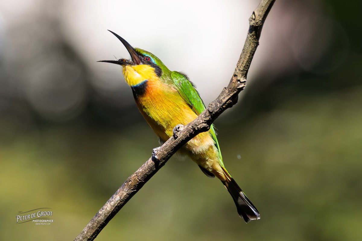 degrootp's tweet image. Little Bee Eater