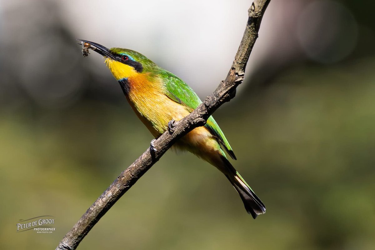 degrootp's tweet image. Little Bee Eater