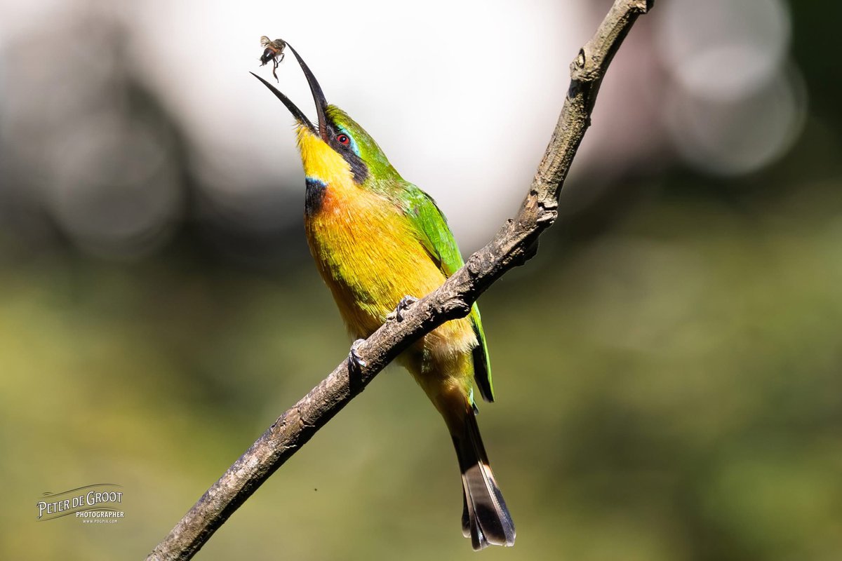 degrootp's tweet image. Little Bee Eater