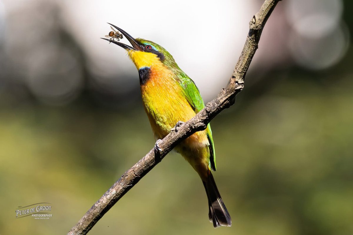 degrootp's tweet image. Little Bee Eater