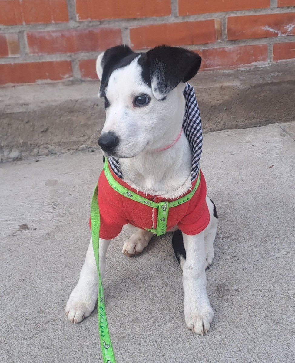 Maribel, de 3 meses y medio, en adopción. Se encuentra desparasitada y con su primera vacuna. Será mediana. Es muy regalona. Se lleva bien con otros perritos, gatitos y niños. Si deseas adoptarla, con compromiso de seguimiento, comunícate al +56952572456. Favor RT!
#SanBernardo