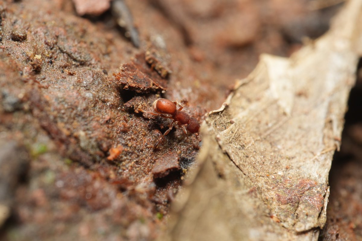 Discothyrea sauteri
Yangmingshan
2025.06.23