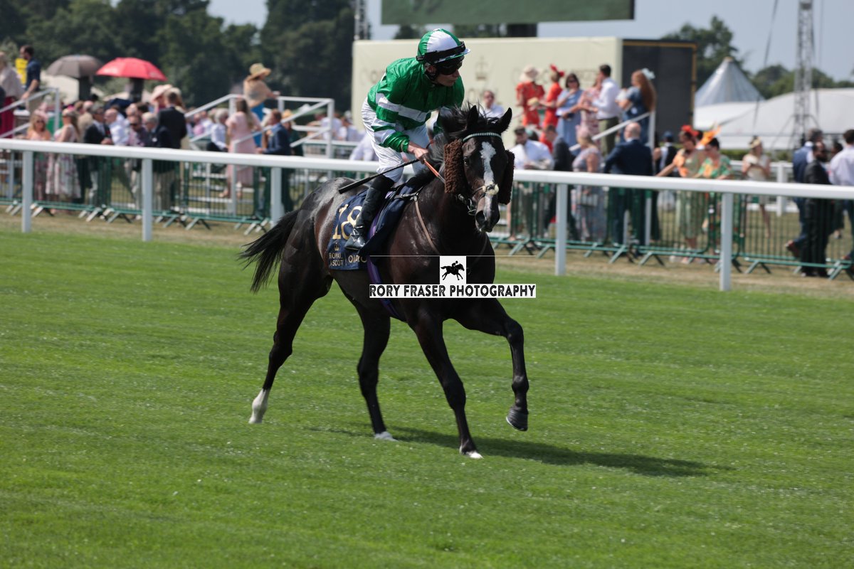 92RoryF's tweet photo. TADEJ (Ardad x Tilly Frankl) at Royal Ascot on Tuesday for the Group Two Coventry Stakes (6f)
Trained by @Archie_Watson and owned by Jinky Farms &amp; Partner.
Winner for the first time on third start, beating the subsequent Coventry Stakes runner up that day. https://t.co/xfxVk8hn0m