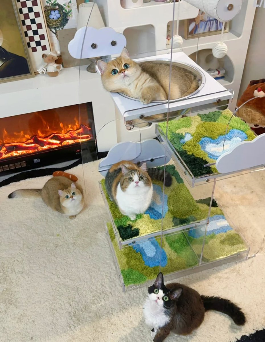 Alayna5654's tweet photo. Penthouse for Paws 🐾✨ https://t.co/QpNi8mgrVV