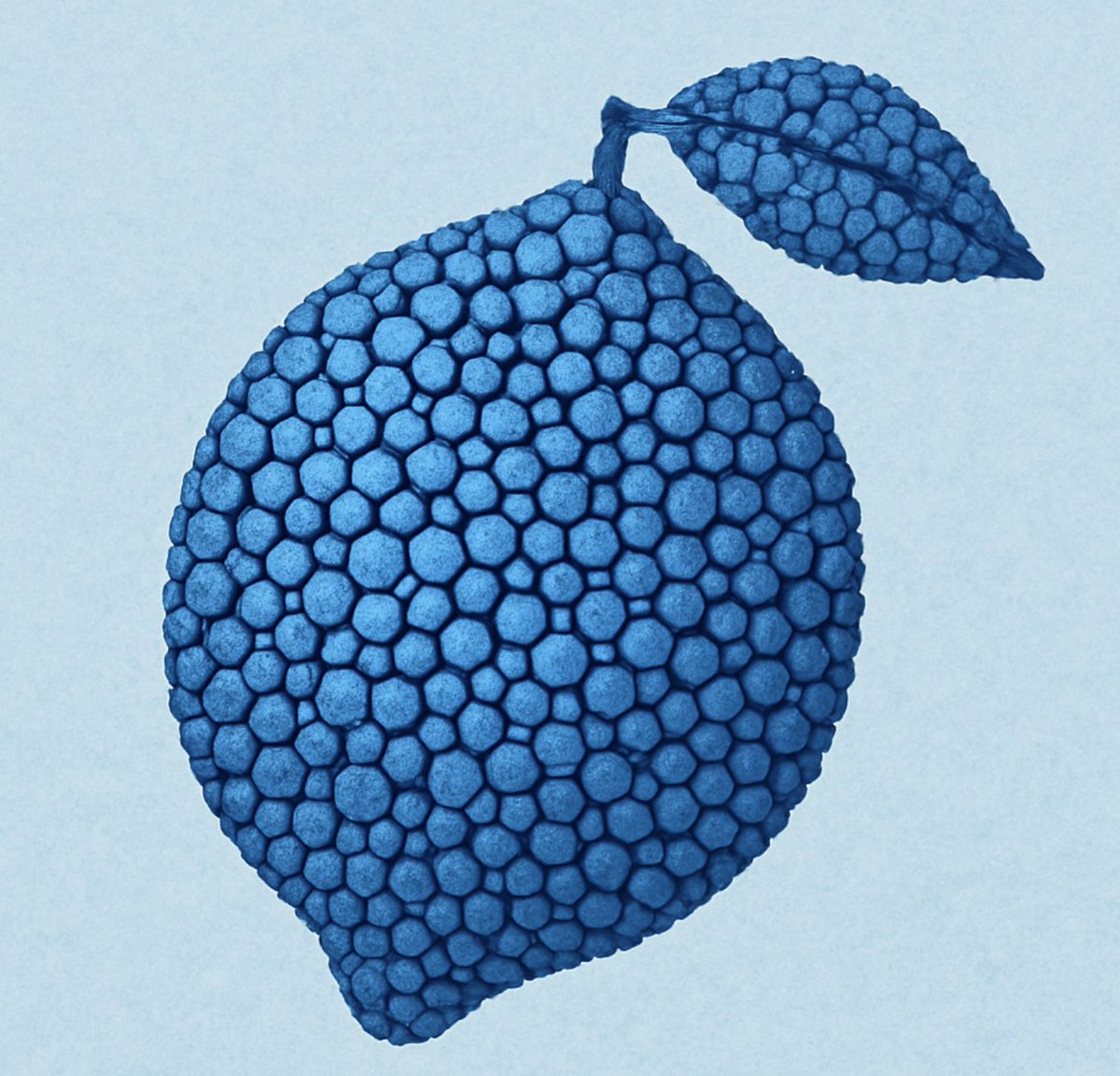 Small round blue cell tumors in the skin mnemonic. 

🍋LEMONS🍋
- Lymphoma
- Ewing sarcoma
- Melanoma and Merkel cell carcinoma
- Oat cell carcinoma (metastatic small cell carcinoma of the lung)
- Neuroblastoma
- Small cell carcinoma (or other poorly-differentiated carcinomas)