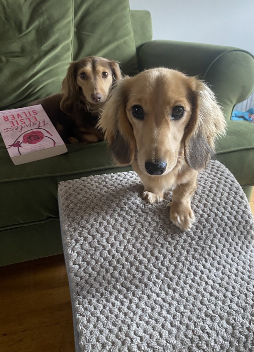 millypod1's tweet photo. π22 Jun 2025 #Lost Maggie #ScanMe #PUPPY
#SausageArmy
YOUNG Cream Dachshund: Miniature Female
Last seen: bolting through Stanlake lane into the vineyard
Stanlake Lane #Ruscombe #Reading #Berkshire #RG10
https://t.co/XX4DRAp6Sc https://t.co/XqgoDqNNfD