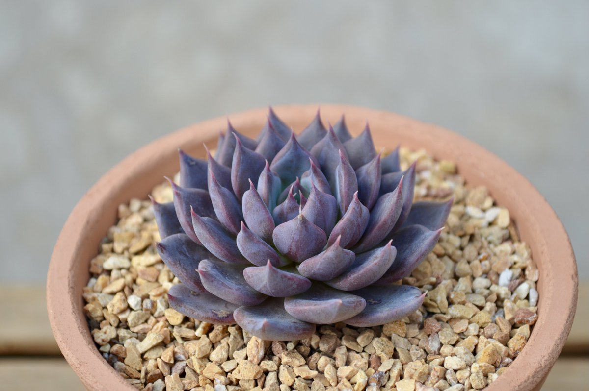 <a href="/KinterosLyn/">Lyn 🇸🇻</a> Con un poco de estrés hídrico el color se pone muy bello☺️