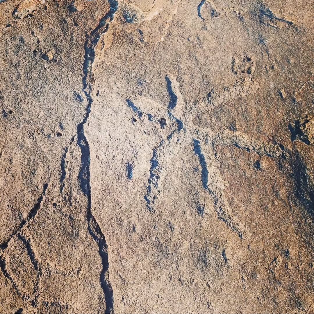 Megalithicmyste's tweet image. In case you missed it, yesterday I made a groundbreaking discovery!
I finally confirmed there's a Petroglyph carved into a solar calendar in Idaho in the Bonneville flood plain! It could be more than 10,000 years old!
The glyph is unlike any other I've seen. Not only does it…