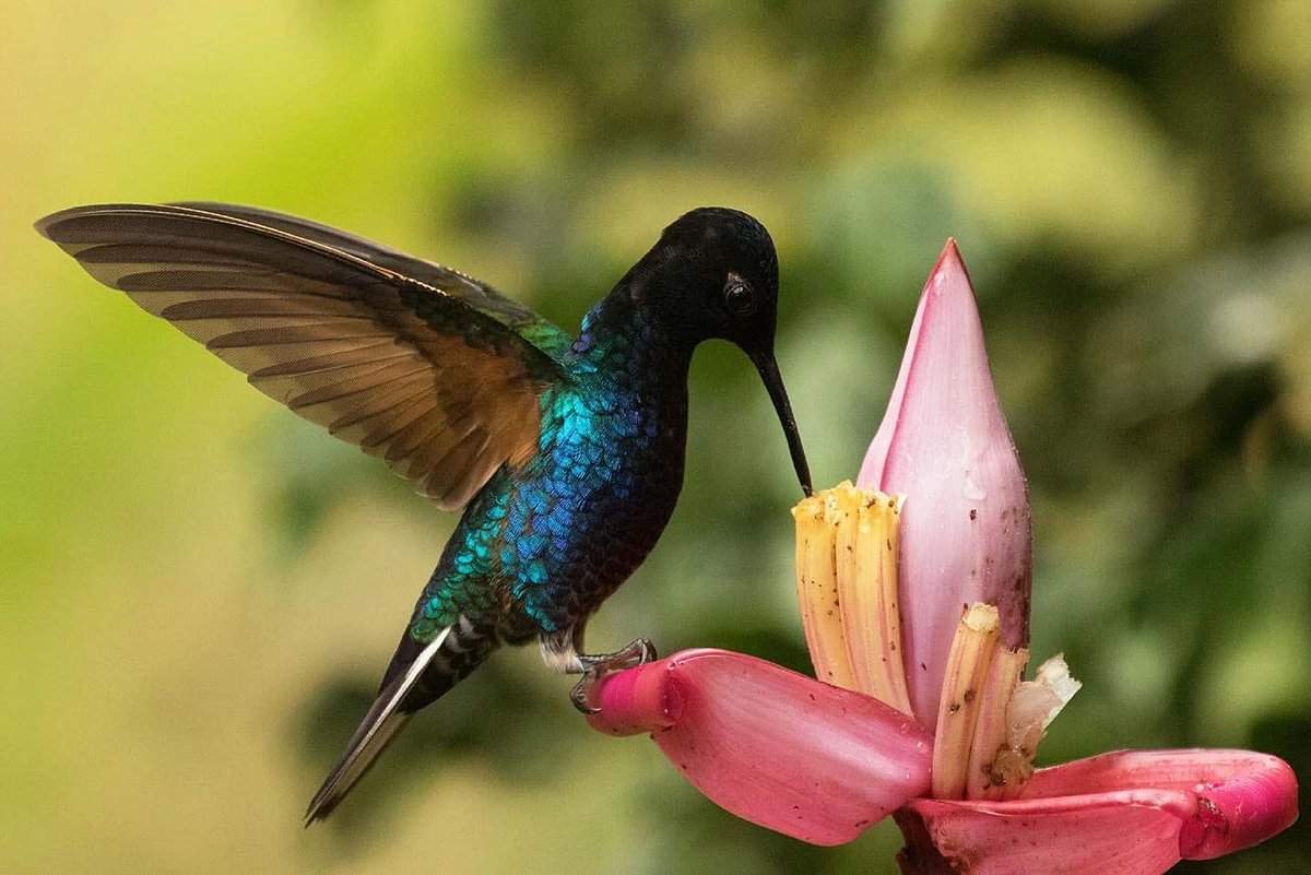Focused On Nature wishes you a Happy World Rainforest Day!

Rainforests are among the most vital and vibrant ecosystems on Earth—home to over half of the world’s plant and animal species and essential to regulating our climate, purifying air, and absorbing carbon dioxide.