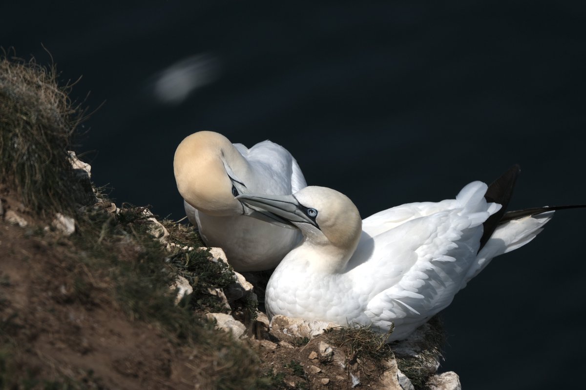 zingldv's tweet photo. Bempton

Quick trip to Bempton Friday. @YorkBirding @Bempton_Cliffs @nybirdnews @LDV_NNR https://t.co/P82CDk4ew4
