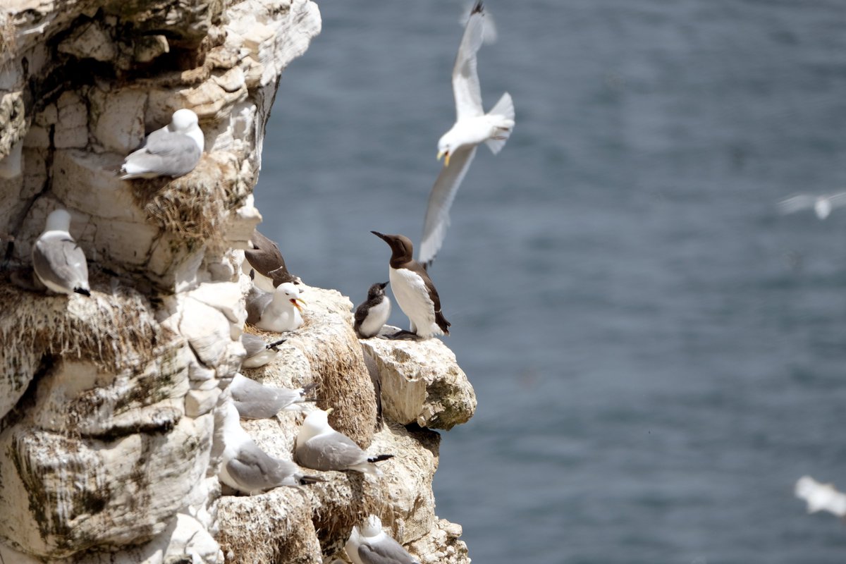 zingldv's tweet photo. Bempton

Quick trip to Bempton Friday. @YorkBirding @Bempton_Cliffs @nybirdnews @LDV_NNR https://t.co/P82CDk4ew4