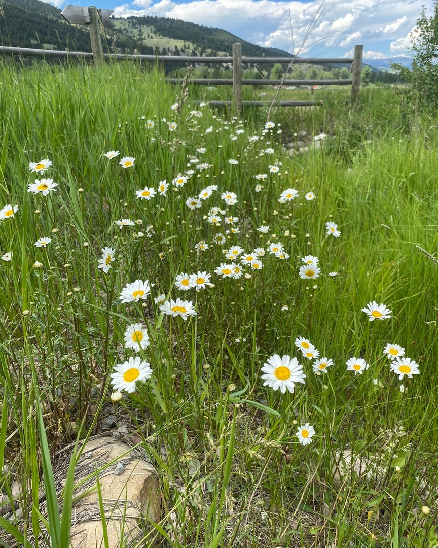 Horseback rides through fields of wildflowers — just another day in bloom at The Ranch at Rock Creek.