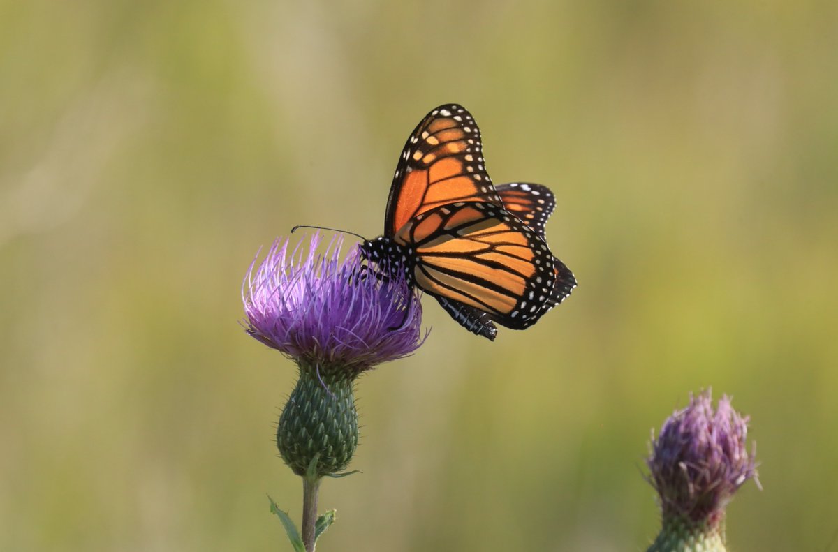 HomesteadNHP's tweet photo. Celebrate Pollinator Week! 🌼

1/3 of our food needs pollination. 

To protect pollinators: 
🪴limit pesticides,
🪴plant natives, and
🪴limit lawns, or 
🪴add clover or violets.

Photo: NPS/Robert Hartwig

#PollinatorWeek #NativePlants #PollinatorProtection #PlantForPollinators https://t.co/AlrbBbu7c9