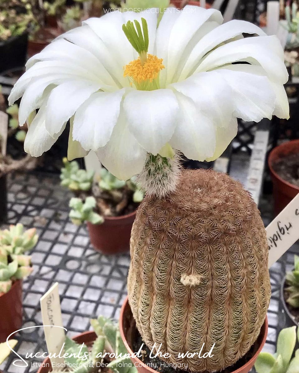Echinocereus rigidissimus subsp. rubispinus 'Albiflorus'
Plant profile: worldofsucculents.com/echinocereus-r…

#succupedia #succulentsaroundtheworld #echinocereus #echinocereusrigidissimus #succulent #succulents #cactus #cacti
