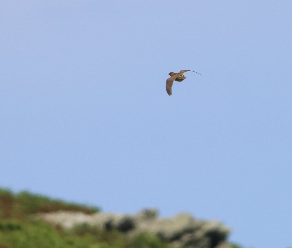 Ed Betteridge (@edjbetteridge) on Twitter photo I did not expect to flush not 1 but 2 Quails, metres apart from the cliffs on the Calf of Man this afternoon!! Not typical Quail habitat right next to a Herring Gull colony! <a href="/CalfObs/">Calf of Man Bird Observatory</a> <a href="/BirdGuides/">BirdGuides</a> I did not expect to flush not 1 but 2 Quails, metres apart from the cliffs on the Calf of Man this afternoon!! Not typical Quail habitat right next to a Herring Gull colony! <a href="/CalfObs/">Calf of Man Bird Observatory</a> <a href="/BirdGuides/">BirdGuides</a>