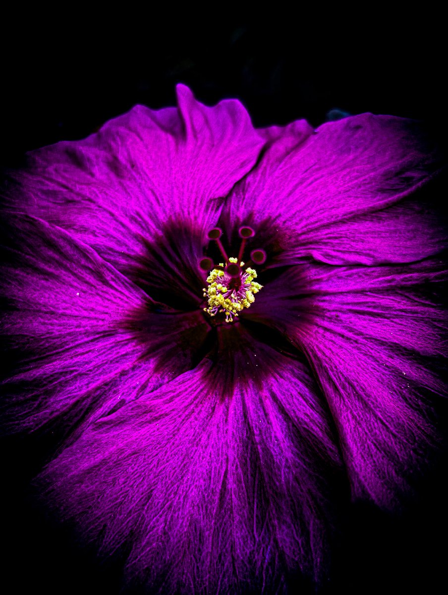 SamWooldrik's tweet image. “Hibiscus” is available for purchase in my online gallery! Just click the link in my bio! ⬆️ #samwooldrikphotography #hibiscus #malvaceae #swamprosemallow