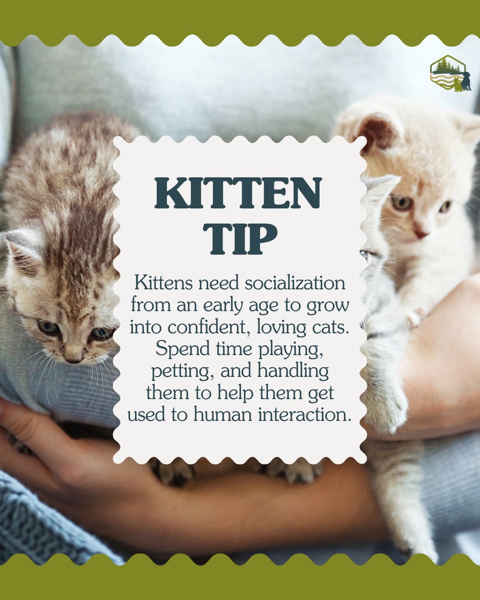 MountainLakeFV's tweet image. Socialization is key to raising a confident, loving cat! 💕 Start early by playing, petting, and handling your kitten to help them feel comfortable with humans. The more love and attention they get, the more they’ll thrive! 😻 #KittenCare #KittenTips