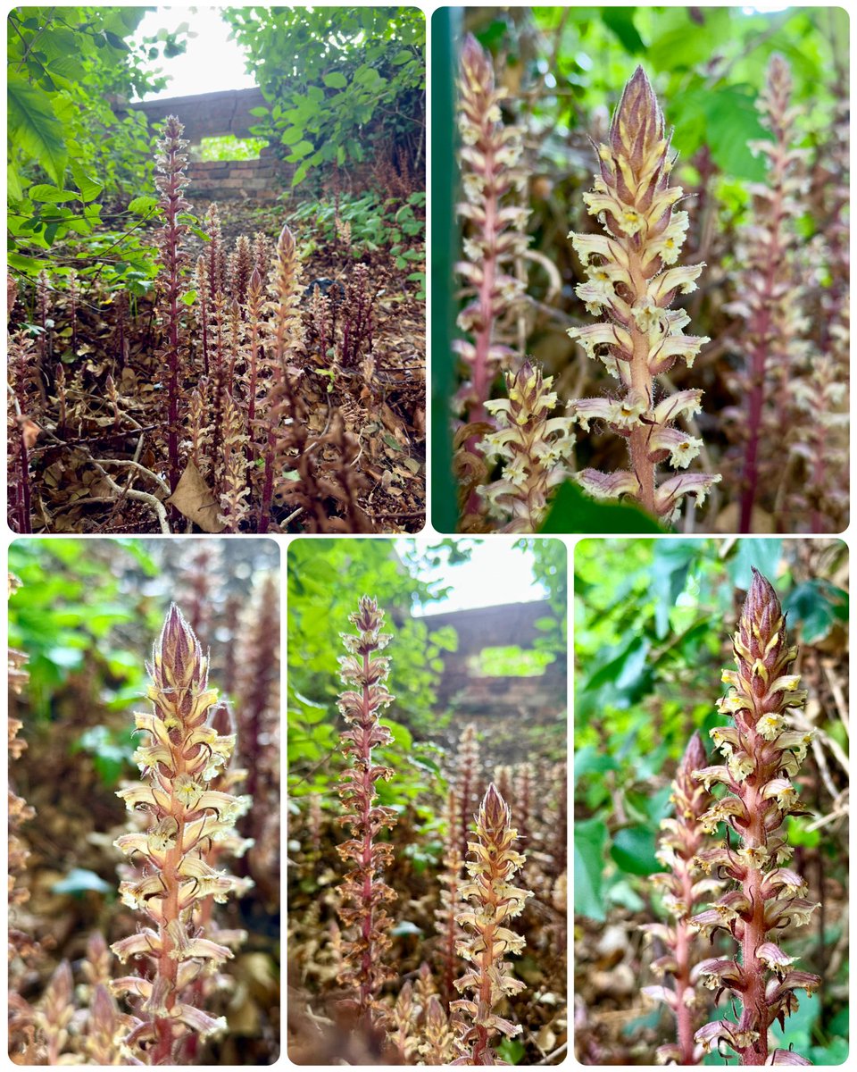 botany_beck's tweet image. Popped by to see another of my favourite wildflowers today. It has no leaves and indeed it contains no chlorophyll! This super-cool botanical vampire - the Ivy Broomrape, Orobanche hederae, obtains all of its nutrients from the Ivy it parasitises! #ParasiticPlants #wildflowerhour