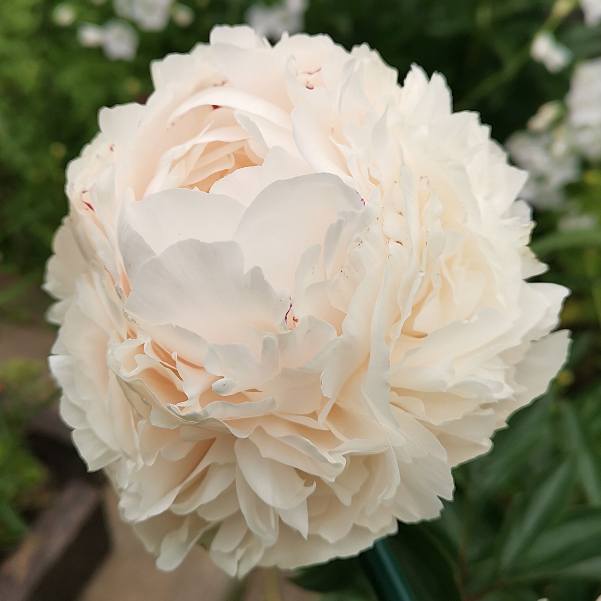 ...Наши пионы 'Solange' 😍