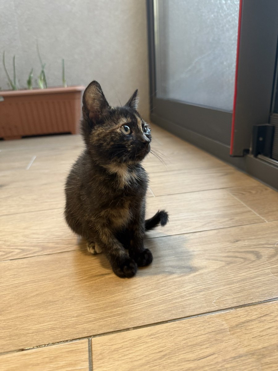 İki kız kardeş için yuva arıyorum. Parazit aşısı yapıldı çok sakin, sevecen huyları var, birbirlerine düşkünler. Bir umut ayrılmayacakları yuva arayışım öncelikli. Onları kurtarmak isterseniz iletişim ben 🫶🏻 
📍izmir