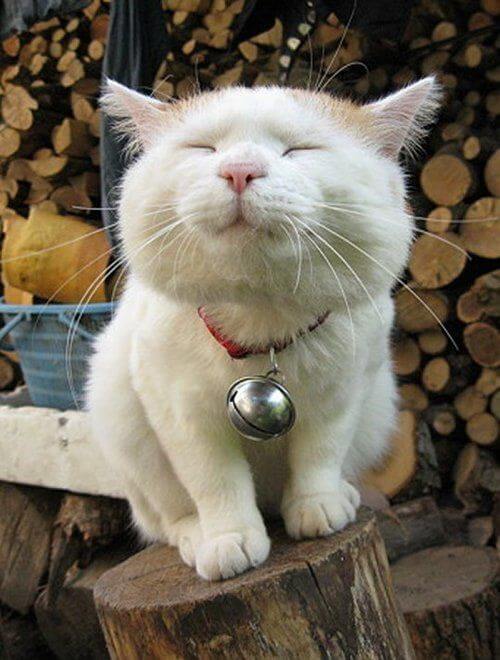 FnMeowdas's tweet photo. Meow Mreow Mmeow Mmmmreow (Thank you. Ok, I go to sleep now) https://t.co/BVpWqKBs0Q