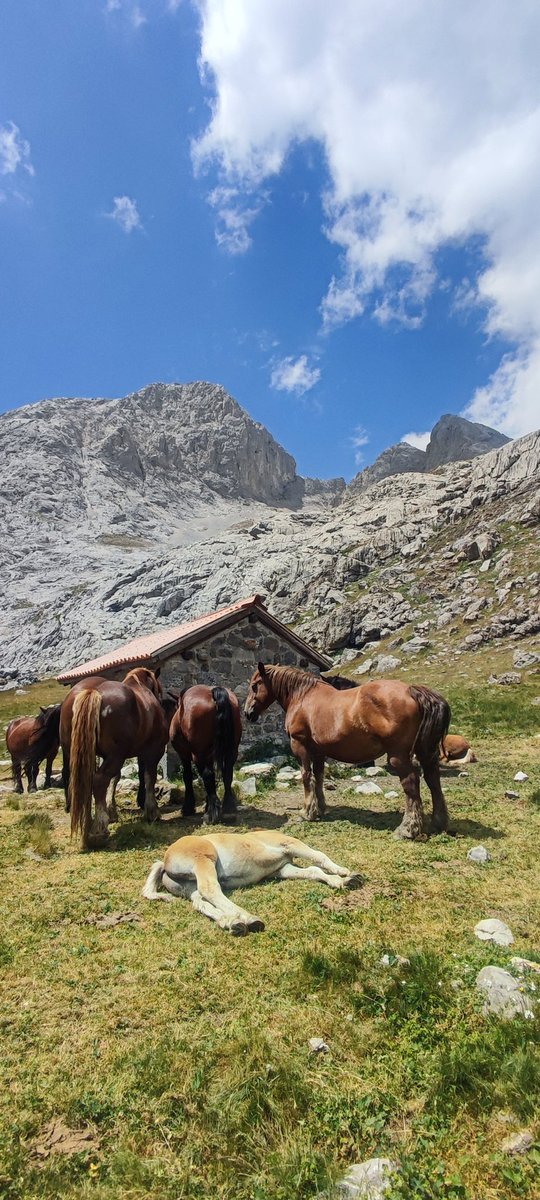 MotoresRepechin's tweet image. Casetón de Liordes #Picos #vegadeliordes