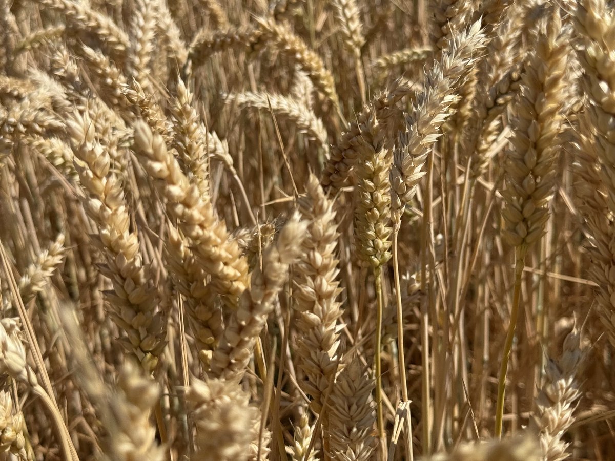 THDGrainoble's tweet image. Soltice d’été à Tremblay les Villages ⁦@semaeCentre⁩ une parcelle de blé #Chevignon ⁦@SaatenUnionFr⁩ au stade pâteux nous sommes à quelques jours de « l’août »⁉️réveillez-vous 💙⬜️🍎🐓 ⁦@SergeZaka⁩ ⁦@HeidiSevestre⁩⁦@VisioCrop⁩ ⁦@Fragritwittos⁩