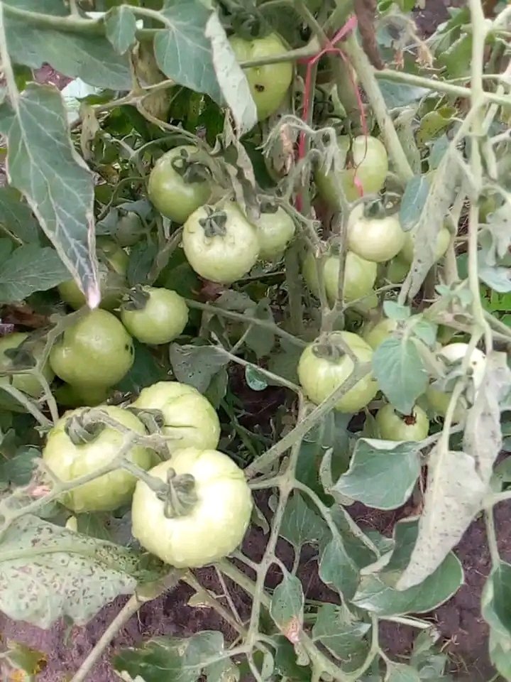 <a href="/mbuyi_don/">Don Israël H.M/ Le Coach</a> LUBUM'TOMATES 

LUBUM'TOMATES vise à développer une production locale de tomates à Lubumbashi afin de réduire la dépendance aux importations, notamment celles en provenance de la Zambie, alors même que notre région dispose de terres arables fertiles. Cette initiative s’inscrit