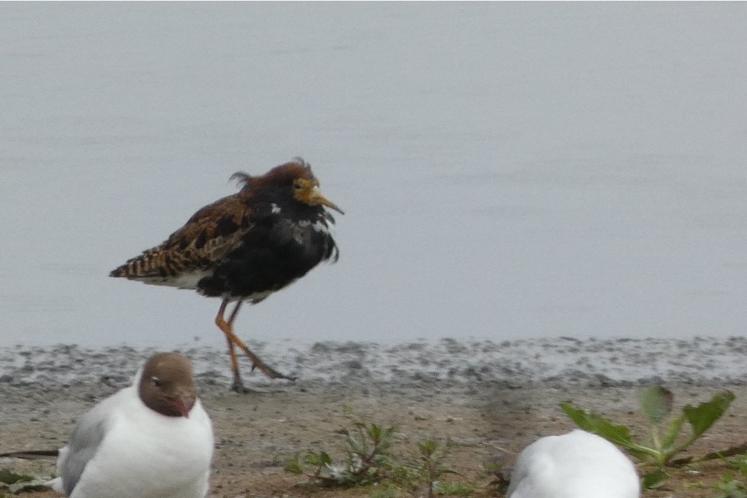 Graham Connolly tweet media