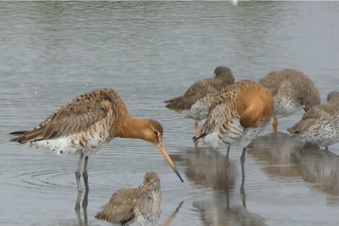 Graham Connolly tweet media