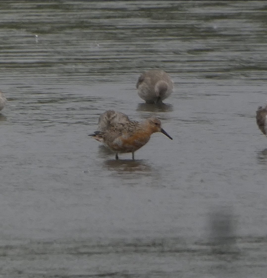 Graham Connolly tweet media