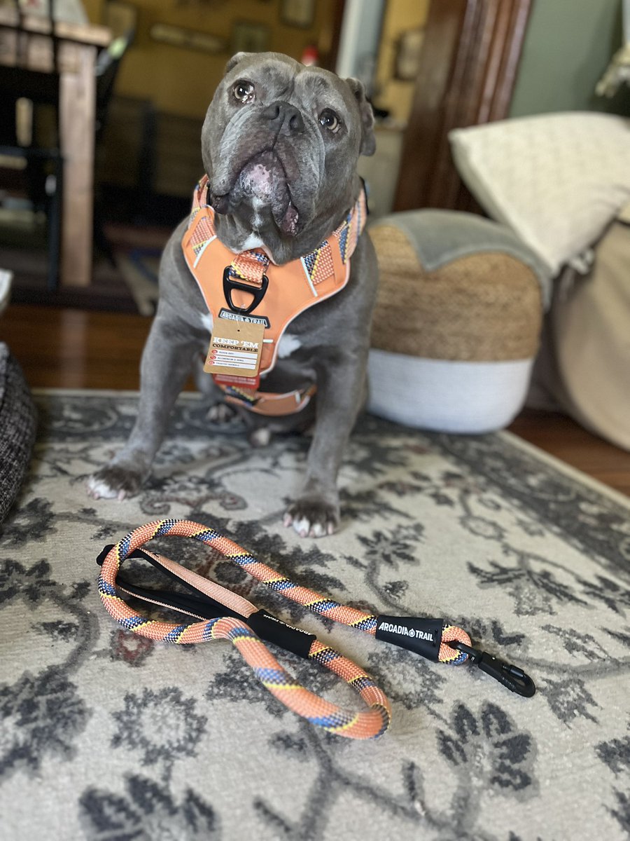 KingTuckerC's tweet image. Today’s my 8th birthday and look what I got?! A new harness with matching leash. I also got some new toys but the humans said I have to wait to get those until after my nephews go home later in the week. By my side eye you can tell I’m not too pleased about that. 😉🙄😏🤪❤️🎉🎂🥳