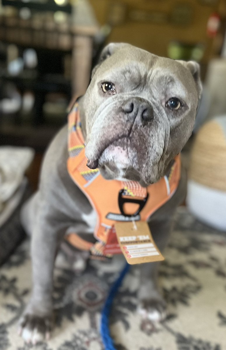 KingTuckerC's tweet image. Today’s my 8th birthday and look what I got?! A new harness with matching leash. I also got some new toys but the humans said I have to wait to get those until after my nephews go home later in the week. By my side eye you can tell I’m not too pleased about that. 😉🙄😏🤪❤️🎉🎂🥳