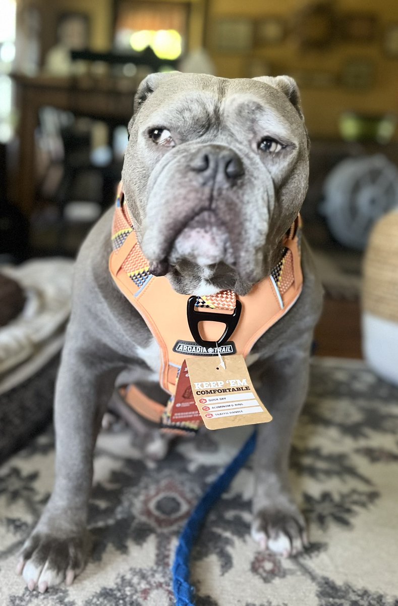 KingTuckerC's tweet image. Today’s my 8th birthday and look what I got?! A new harness with matching leash. I also got some new toys but the humans said I have to wait to get those until after my nephews go home later in the week. By my side eye you can tell I’m not too pleased about that. 😉🙄😏🤪❤️🎉🎂🥳