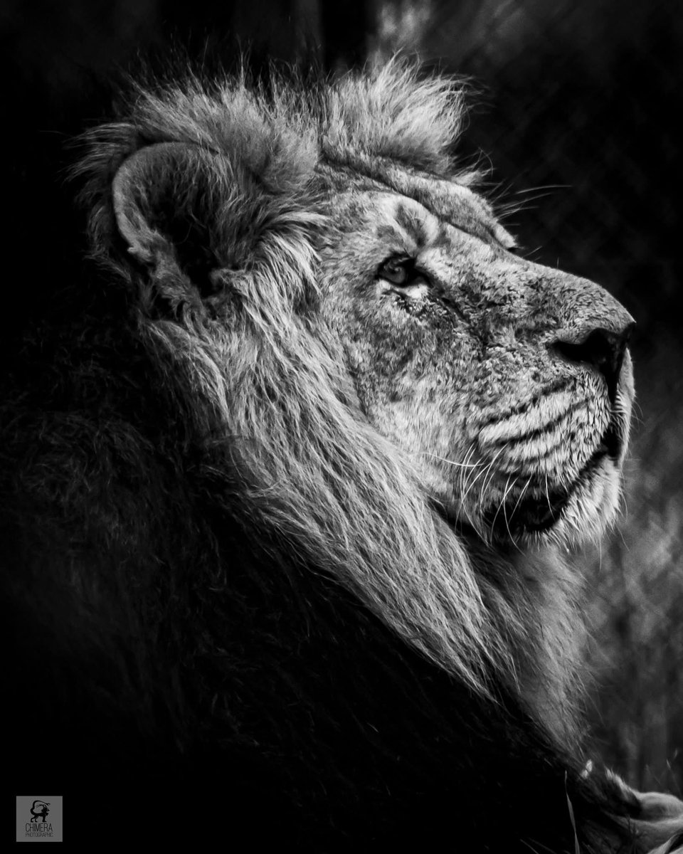 Chris Evans tweet media