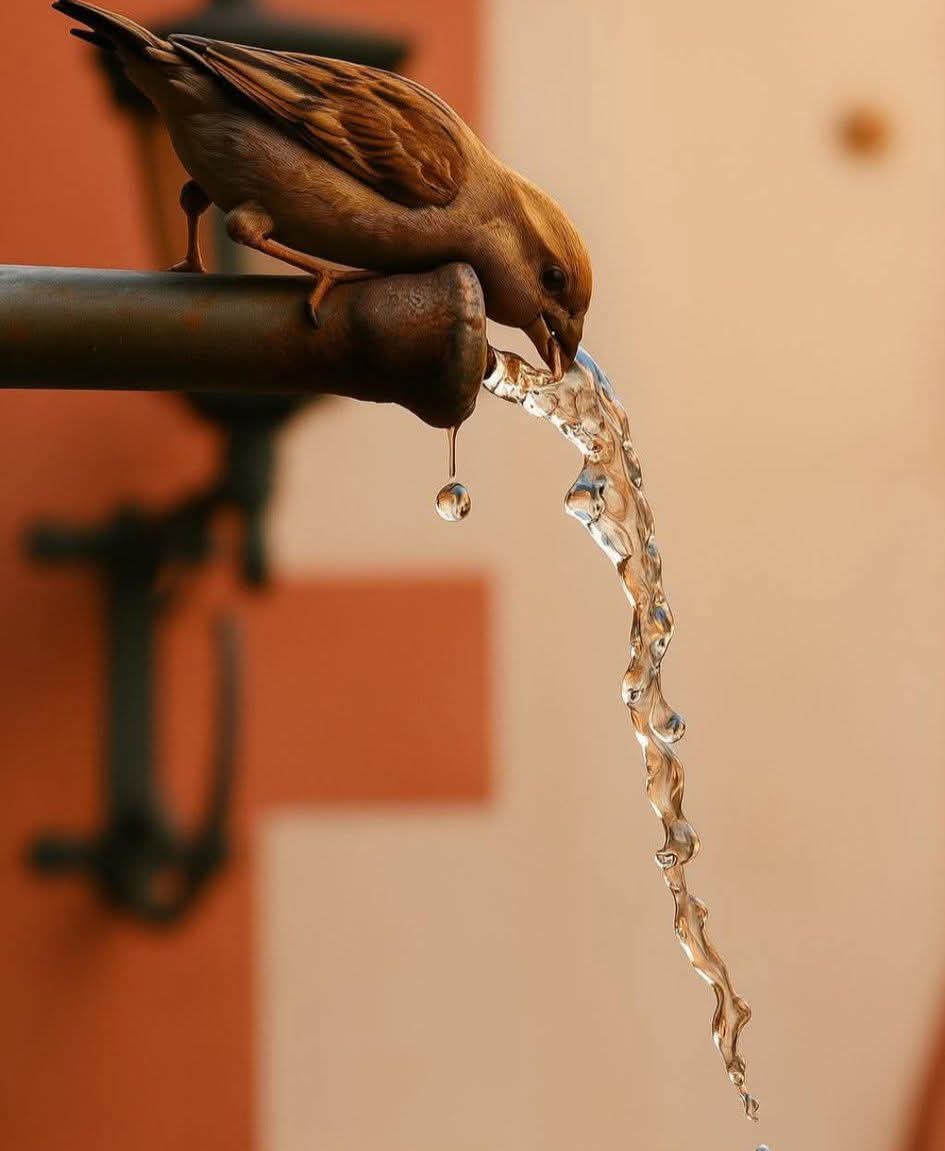 Su gibi ol ..
Lüks değil ama hayat için değerli..