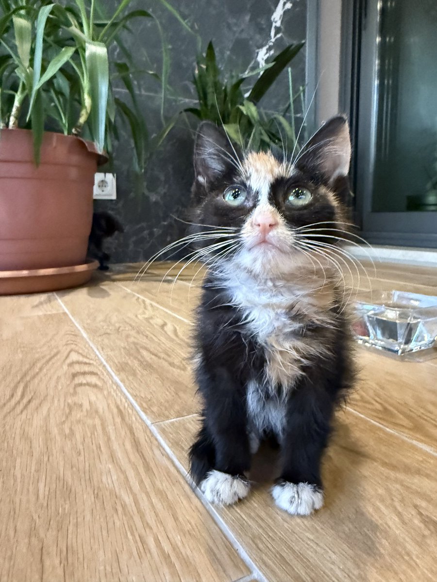 Bu iki dünya güzelini uzak ıssız bi alanda annesiz bulup ölmesinler diye merkeze getirmişler. Dört köpekle yıkık bir alanda yaşıyorlar. Çok pireleri vardı aşı yaptırdım, arkadaki güzelin gözü çapaklanmıştı temizledim, doyurdum ve yaşadığı alana geri bıraktım. +