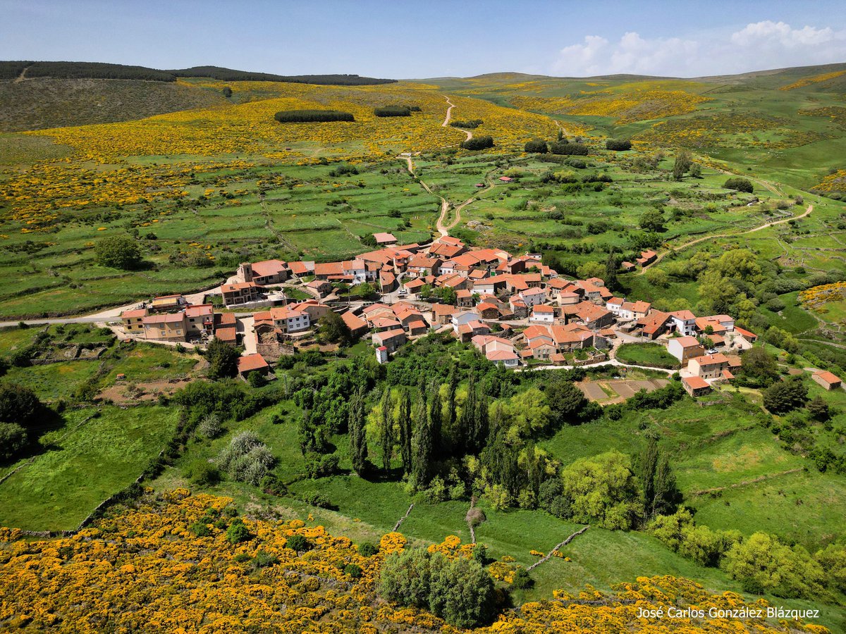 #Naturaleza_en_Ávila: Navasequilla, entidad de Santiago del Tormes (Ávila), la localidad más alta de Ávila y de toda Castilla y León, rodeada de piornos en flor (1) 

<a href="/Lavozabulense/">La Voz Abulense</a> <a href="/patrimoniojcyl/">Patrimonio Castilla y León</a> @CyLesVida <a href="/CDAM_Almanzor/">Club Deportivo Abulense de Montaña Almanzor</a> <a href="/Gredos_Avila/">SIERRA DE GREDOS</a> <a href="/CasasdeGredos/">Casas de Gredos</a> <a href="/Avila_CyL/">ÁVILA (Spain) 🛡️⚔️</a> <a href="/DestinoCyL/">DestinoCyL</a>