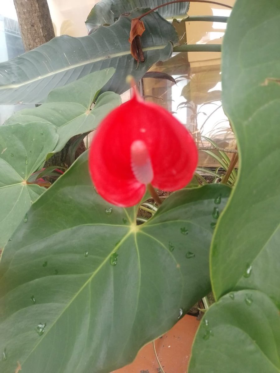 espejohernandez's tweet photo. Hoy recibí una linda sorpresa: este anturio decidió regalarme su hermosa flor. 🌺 Qué alegría ver cómo la naturaleza siempre encuentra la forma de hacernos sonreír. https://t.co/sh74z6zd10